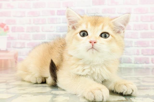 神奈川県のブリティッシュショートヘアー (Coo&RIKU横浜旭店/2026年2月26日生まれ/男の子/ブラックゴールデン)の子猫の3枚目の画像