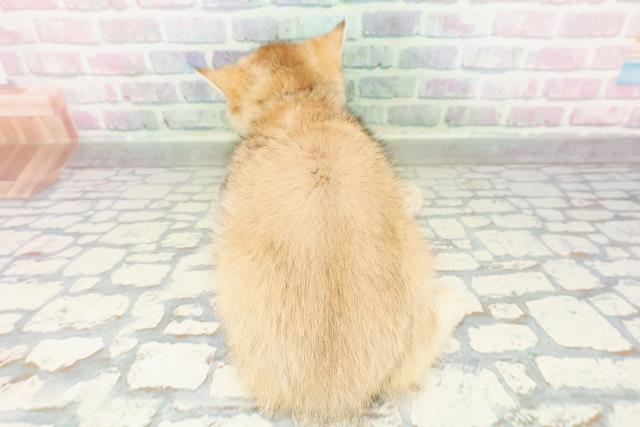 神奈川県のブリティッシュショートヘアー (Coo&RIKU横浜旭店/2026年2月26日生まれ/男の子/ブラックゴールデン)の子猫の4枚目の画像