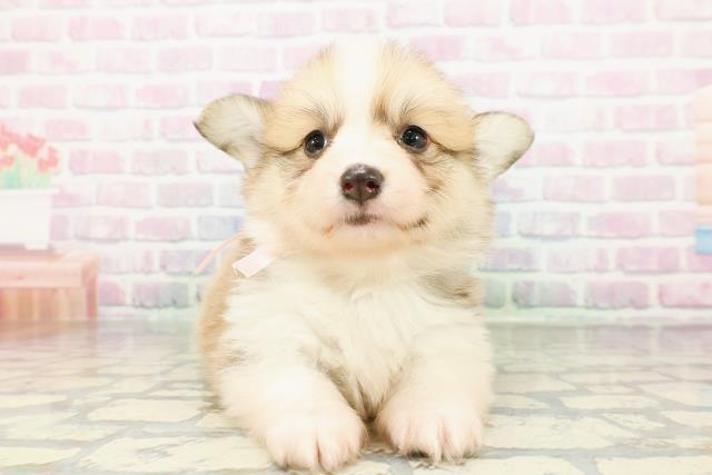 山梨県のウェルシュコーギーペンブローク (Coo&RIKU甲府昭和通り店/2026年3月1日生まれ/女の子/レッドホワイト)の子犬の1枚目の画像