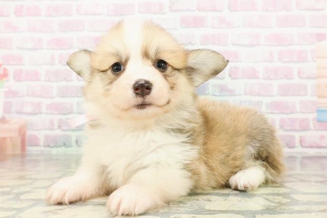 山梨県のウェルシュコーギーペンブローク (Coo&RIKU甲府昭和通り店/2026年3月1日生まれ/女の子/レッドホワイト)の子犬の2枚目の画像