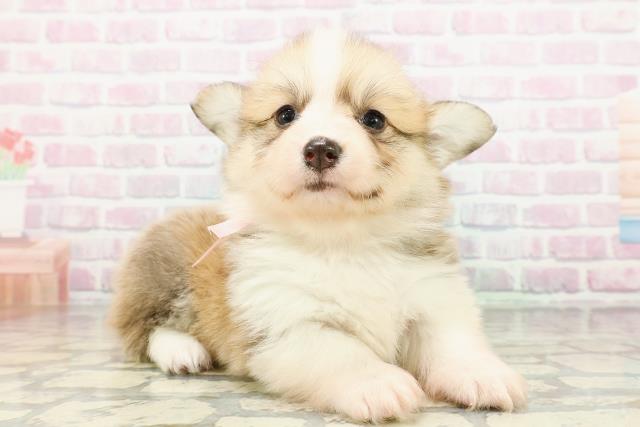 山梨県のウェルシュコーギーペンブローク (Coo&RIKU甲府昭和通り店/2026年3月1日生まれ/女の子/レッドホワイト)の子犬の3枚目の画像