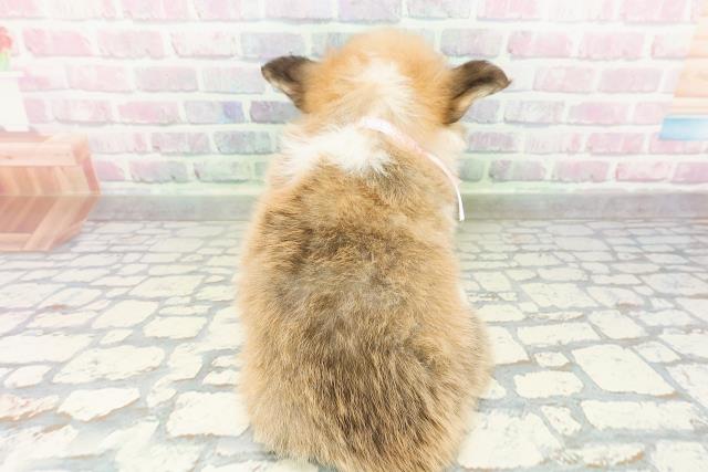 山梨県のウェルシュコーギーペンブローク (Coo&RIKU甲府昭和通り店/2026年3月1日生まれ/女の子/レッドホワイト)の子犬の4枚目の画像