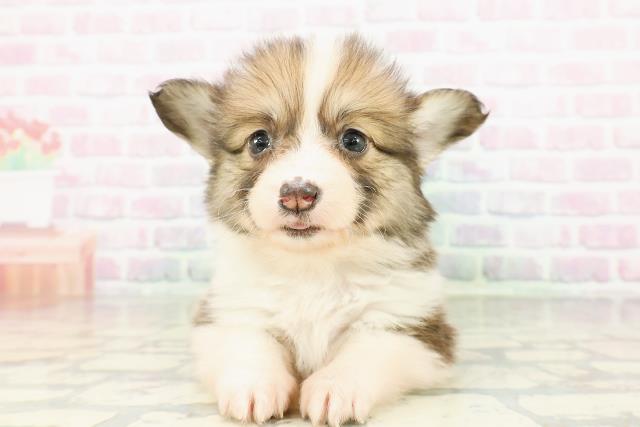 ウェルシュ・コーギー・ペンブローク