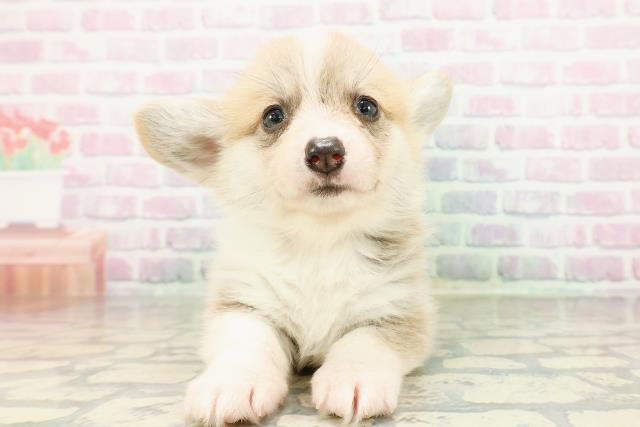 神奈川県のウェルシュコーギーペンブローク (Coo&RIKU長津田店/2026年3月1日生まれ/女の子/レッドホワイト)の子犬の1枚目の画像