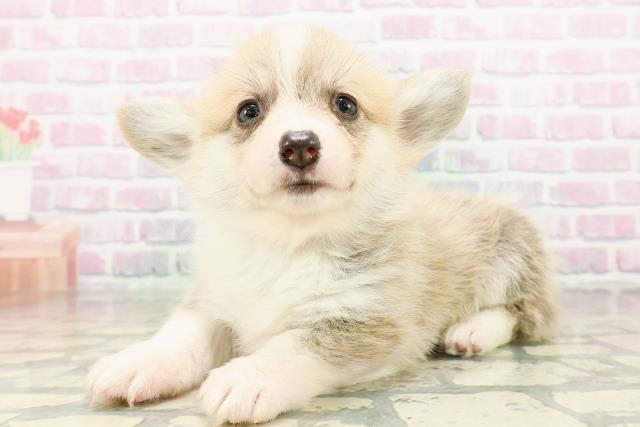 神奈川県のウェルシュコーギーペンブローク (Coo&RIKU長津田店/2026年3月1日生まれ/女の子/レッドホワイト)の子犬の2枚目の画像