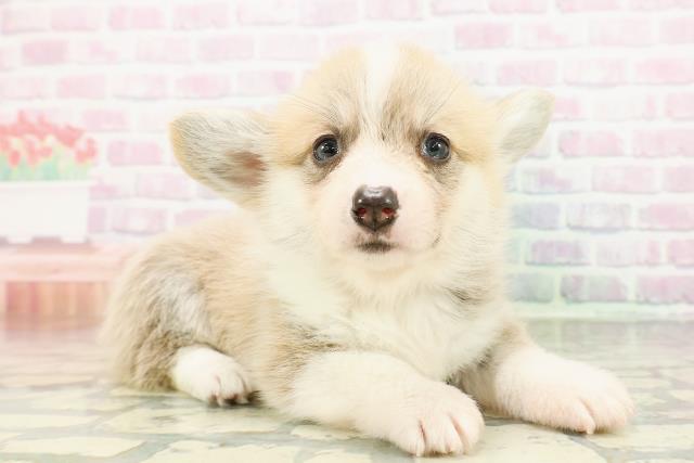 神奈川県のウェルシュコーギーペンブローク (Coo&RIKU長津田店/2026年3月1日生まれ/女の子/レッドホワイト)の子犬の3枚目の画像