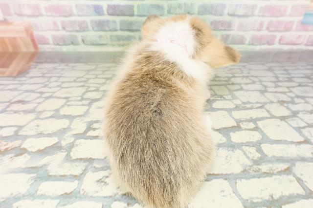 神奈川県のウェルシュコーギーペンブローク (Coo&RIKU長津田店/2026年3月1日生まれ/女の子/レッドホワイト)の子犬の4枚目の画像