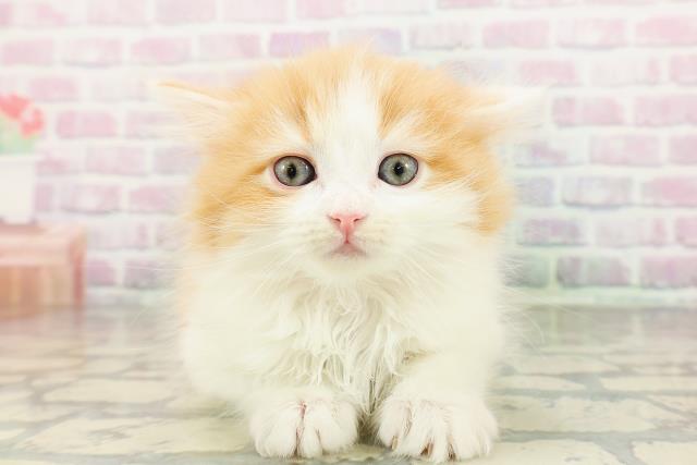 宮城県のサイベリアン (Coo&RIKU石巻店/2026年2月27日生まれ/女の子/レッドタビーホワイト)の子猫