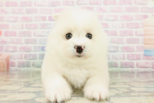神奈川県のハーフ犬・ミックス犬 (Coo&RIKU相模原店/2026年3月3日生まれ/女の子/クリーム)の子犬の1枚目の画像
