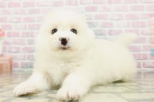 神奈川県のハーフ犬・ミックス犬 (Coo&RIKU相模原店/2026年3月3日生まれ/女の子/クリーム)の子犬の2枚目の画像