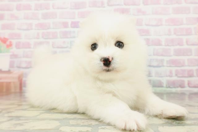 神奈川県のハーフ犬・ミックス犬 (Coo&RIKU相模原店/2026年3月3日生まれ/女の子/クリーム)の子犬の3枚目の画像