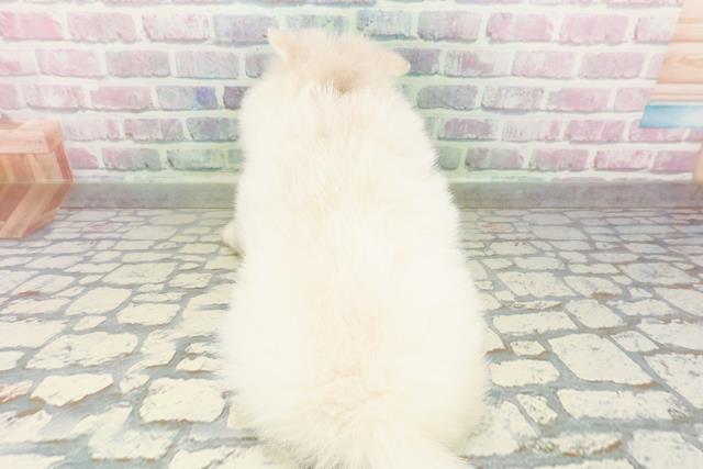 神奈川県のハーフ犬・ミックス犬 (Coo&RIKU相模原店/2026年3月3日生まれ/女の子/クリーム)の子犬の4枚目の画像