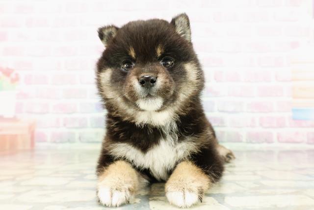 東京都の豆柴 (Coo&RIKU吉祥寺店/2026年3月3日生まれ/女の子/黒)の子犬の1枚目の画像