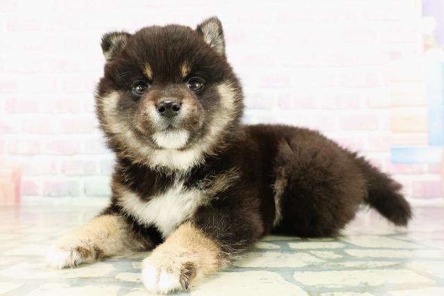 東京都の豆柴 (Coo&RIKU吉祥寺店/2026年3月3日生まれ/女の子/黒)の子犬の2枚目の画像