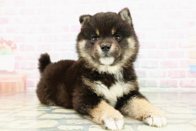 東京都の豆柴 (Coo&RIKU吉祥寺店/2026年3月3日生まれ/女の子/黒)の子犬の3枚目の画像