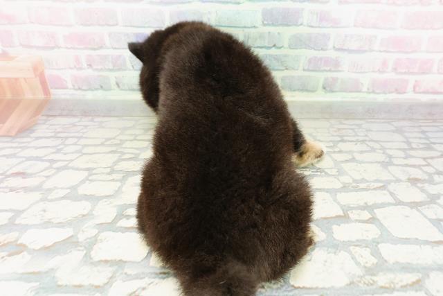 東京都の豆柴 (Coo&RIKU吉祥寺店/2026年3月3日生まれ/女の子/黒)の子犬の4枚目の画像