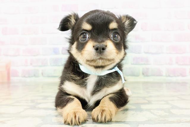 神奈川県のチワワ(ロング) (Coo&RIKU平塚店/2026年3月1日生まれ/男の子/ブラックタン)の子犬の1枚目の画像