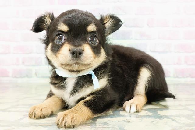 神奈川県のチワワ(ロング) (Coo&RIKU平塚店/2026年3月1日生まれ/男の子/ブラックタン)の子犬の2枚目の画像