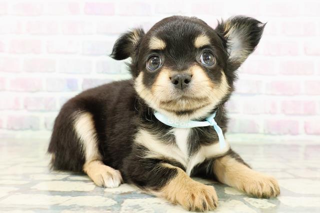 神奈川県のチワワ(ロング) (Coo&RIKU平塚店/2026年3月1日生まれ/男の子/ブラックタン)の子犬の3枚目の画像
