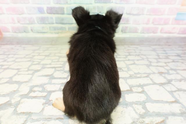 神奈川県のチワワ(ロング) (Coo&RIKU平塚店/2026年3月1日生まれ/男の子/ブラックタン)の子犬の4枚目の画像