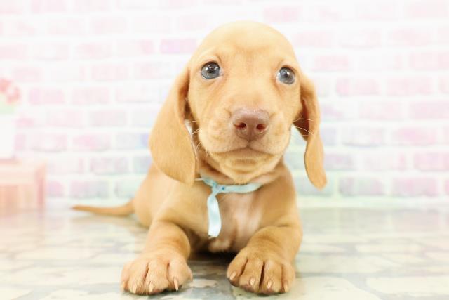 新潟県のミニチュアダックスフンド(スムース) (Coo&RIKU新潟西店/2026年3月3日生まれ/男の子/ゴールド)の子犬の1枚目の画像