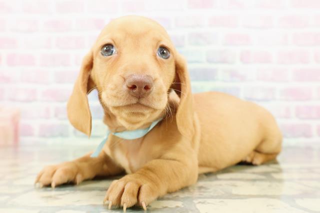 新潟県のミニチュアダックスフンド(スムース) (Coo&RIKU新潟西店/2026年3月3日生まれ/男の子/ゴールド)の子犬の2枚目の画像