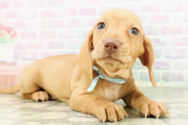 新潟県のミニチュアダックスフンド(スムース) (Coo&RIKU新潟西店/2026年3月3日生まれ/男の子/ゴールド)の子犬の3枚目の画像