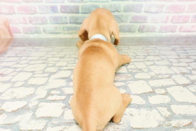 新潟県のミニチュアダックスフンド(スムース) (Coo&RIKU新潟西店/2026年3月3日生まれ/男の子/ゴールド)の子犬の4枚目の画像