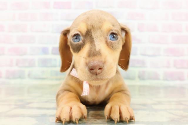 北海道のミニチュアダックスフンド(スムース) (Coo&RIKU函館店/2026年3月3日生まれ/女の子/チョコレートダップル)の子犬の1枚目の画像