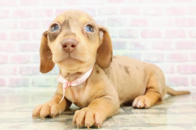 北海道のミニチュアダックスフンド(スムース) (Coo&RIKU函館店/2026年3月3日生まれ/女の子/チョコレートダップル)の子犬の2枚目の画像