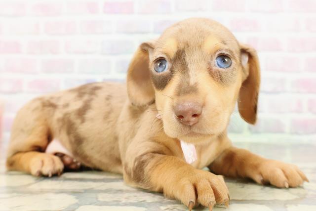 北海道のミニチュアダックスフンド(スムース) (Coo&RIKU函館店/2026年3月3日生まれ/女の子/チョコレートダップル)の子犬の3枚目の画像