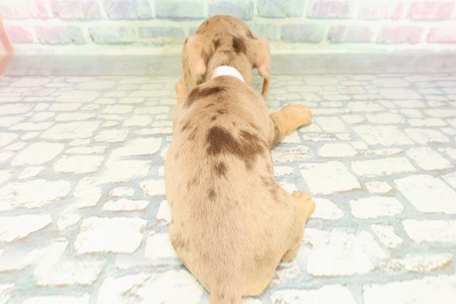 北海道のミニチュアダックスフンド(スムース) (Coo&RIKU函館店/2026年3月3日生まれ/女の子/チョコレートダップル)の子犬の4枚目の画像