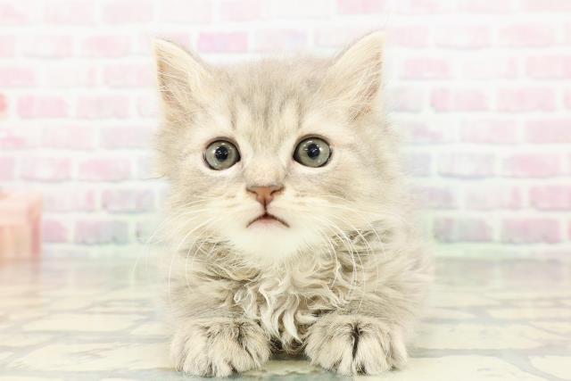 山形県のスコティッシュストレート (Coo&RIKU山形店/2026年3月2日生まれ/男の子/ブルータビー)の子猫の1枚目の画像