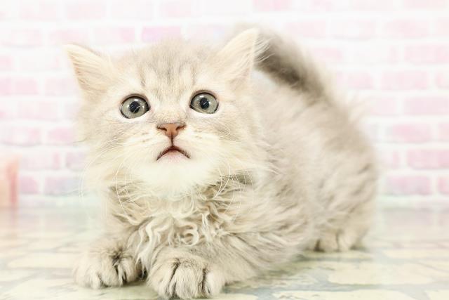 山形県のスコティッシュストレート (Coo&RIKU山形店/2026年3月2日生まれ/男の子/ブルータビー)の子猫の2枚目の画像