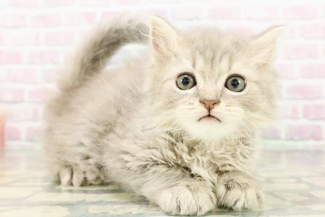 山形県のスコティッシュストレート (Coo&RIKU山形店/2026年3月2日生まれ/男の子/ブルータビー)の子猫の3枚目の画像