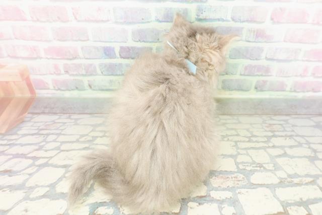 山形県のスコティッシュストレート (Coo&RIKU山形店/2026年3月2日生まれ/男の子/ブルータビー)の子猫の4枚目の画像