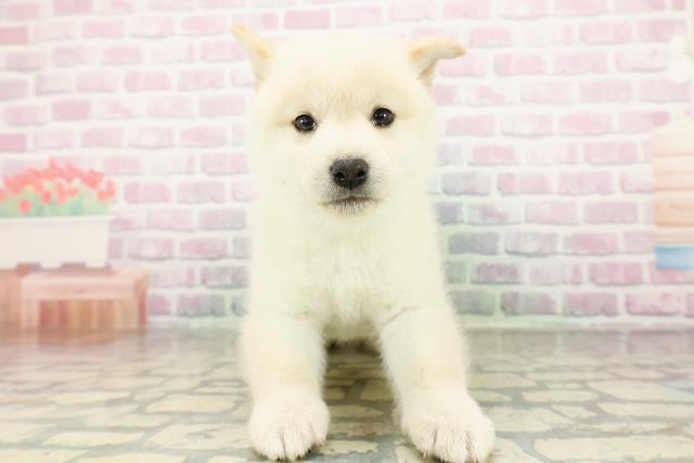 群馬県の柴犬(標準サイズ) (Coo&RIKU前橋店/2026年3月3日生まれ/男の子/白)の子犬の1枚目の画像