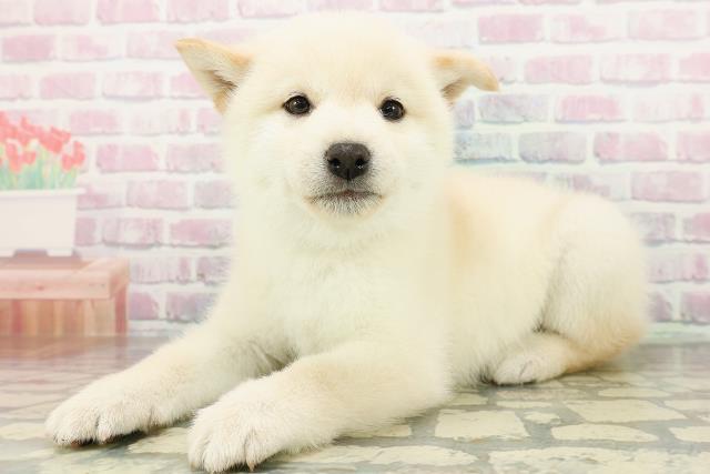 群馬県の柴犬(標準サイズ) (Coo&RIKU前橋店/2026年3月3日生まれ/男の子/白)の子犬の2枚目の画像