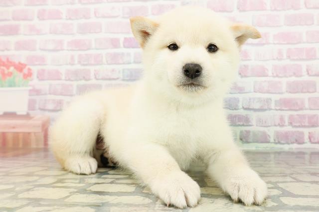 群馬県の柴犬(標準サイズ) (Coo&RIKU前橋店/2026年3月3日生まれ/男の子/白)の子犬の3枚目の画像