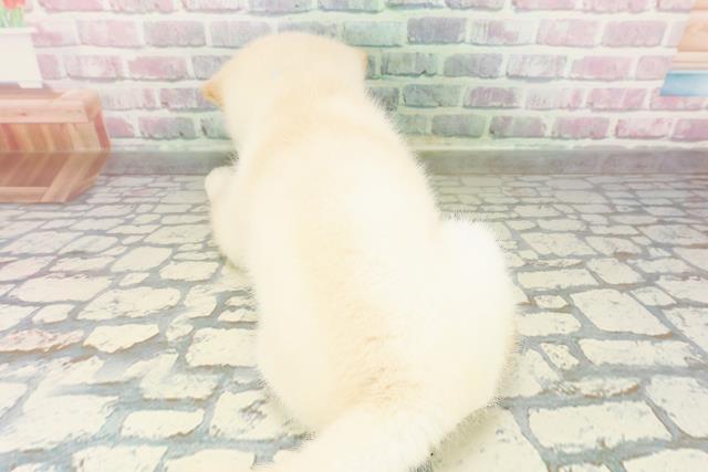 群馬県の柴犬(標準サイズ) (Coo&RIKU前橋店/2026年3月3日生まれ/男の子/白)の子犬の4枚目の画像