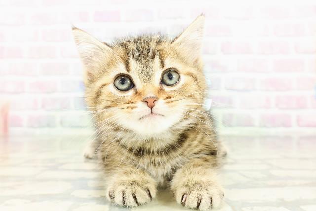 宮城県のアメリカンショートヘアー (Coo&RIKU石巻店/2026年2月27日生まれ/男の子/ブラウンタビー)の子猫