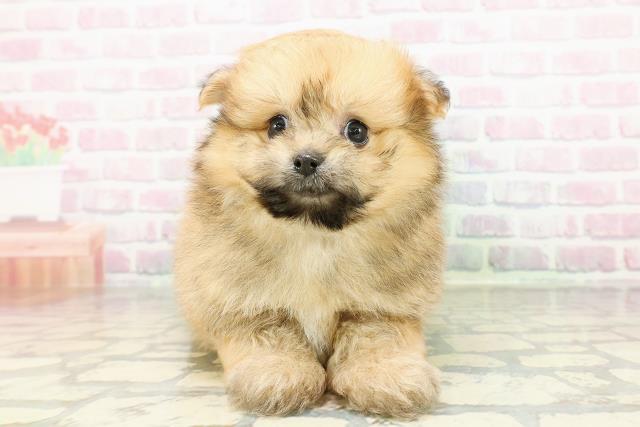 栃木県のポメビション(ポメラニアン×ビションフリーゼ) (Coo&RIKUFKDインターパーク店/2026年3月1日生まれ/男の子/オレンジセーブル)の子犬の1枚目の画像