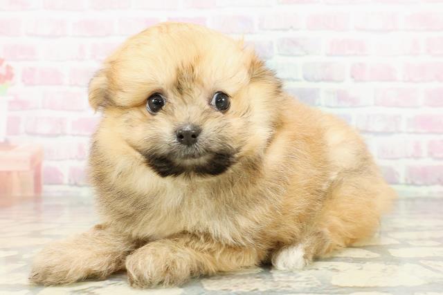 栃木県のポメビション(ポメラニアン×ビションフリーゼ) (Coo&RIKUFKDインターパーク店/2026年3月1日生まれ/男の子/オレンジセーブル)の子犬の2枚目の画像