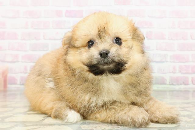 栃木県のポメビション(ポメラニアン×ビションフリーゼ) (Coo&RIKUFKDインターパーク店/2026年3月1日生まれ/男の子/オレンジセーブル)の子犬の3枚目の画像