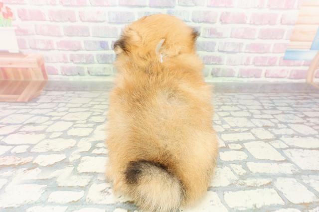 栃木県のポメビション(ポメラニアン×ビションフリーゼ) (Coo&RIKUFKDインターパーク店/2026年3月1日生まれ/男の子/オレンジセーブル)の子犬の4枚目の画像