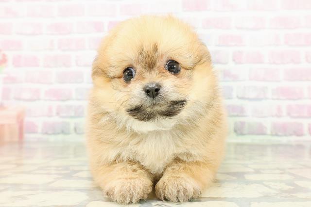 青森県のポメビション(ポメラニアン×ビションフリーゼ) (Coo&RIKU八戸店/2026年3月1日生まれ/男の子/オレンジセーブル)の子犬の1枚目の画像