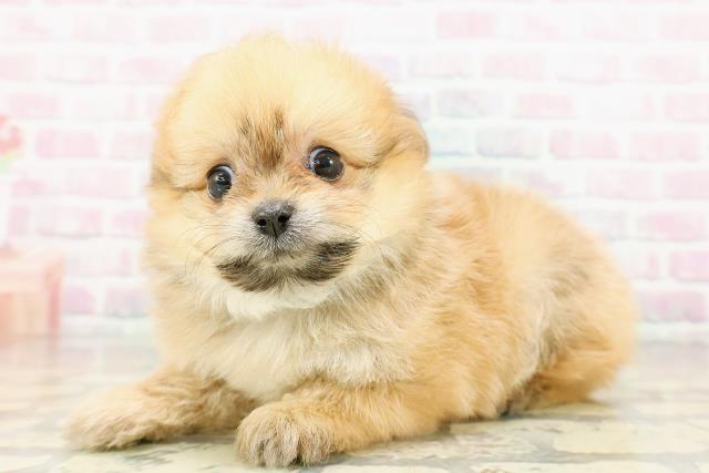 青森県のポメビション(ポメラニアン×ビションフリーゼ) (Coo&RIKU八戸店/2026年3月1日生まれ/男の子/オレンジセーブル)の子犬の2枚目の画像