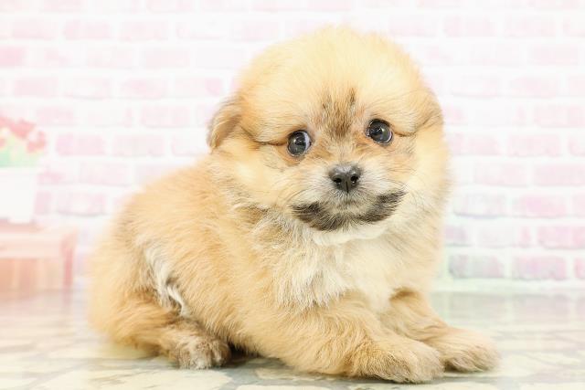 青森県のポメビション(ポメラニアン×ビションフリーゼ) (Coo&RIKU八戸店/2026年3月1日生まれ/男の子/オレンジセーブル)の子犬の3枚目の画像