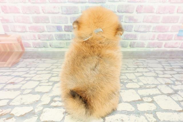 青森県のポメビション(ポメラニアン×ビションフリーゼ) (Coo&RIKU八戸店/2026年3月1日生まれ/男の子/オレンジセーブル)の子犬の4枚目の画像