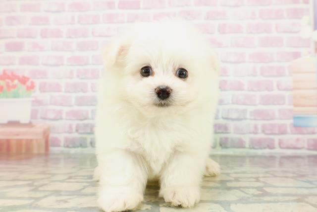 群馬県のポメビション(ポメラニアン×ビションフリーゼ) (Coo&RIKU前橋店/2026年3月2日生まれ/男の子/ホワイト)の子犬の1枚目の画像
